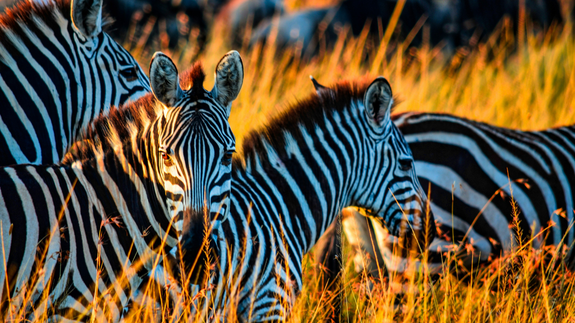 Un safari inoubliable : immersion au cœur de la nature sauvage
